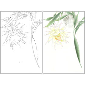李长白工笔画白描底稿《昙花映月》临摹勾线高清打印稿YL11