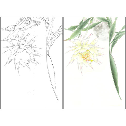 李长白工笔画白描底稿《昙花映月》临摹勾线高清打印稿YL11 商品图0
