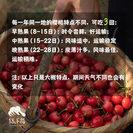 有机白鹿原樱桃（预售）| 合作生产 * Organic cherry of Bailuyuan | Coproduction 商品图1