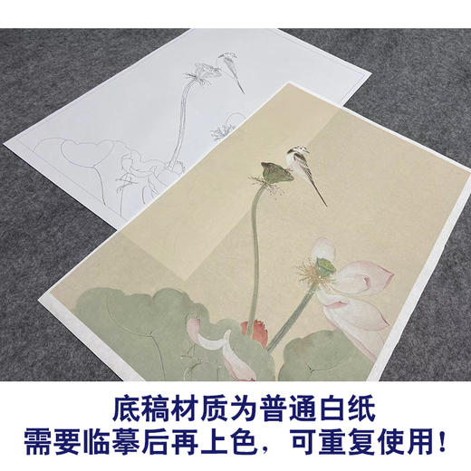 任重工笔画白描底稿荷花《秋荷鹡鸰》临摹勾线高清打印稿YL25 商品图3
