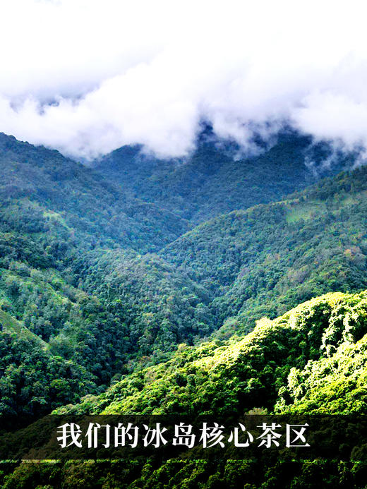 2024年春茶预售【冰岛针】云南古树白茶全芽头临沧核心产区一年仅采一次拍2发3拍5发8拍10发17；357克/饼 商品图1