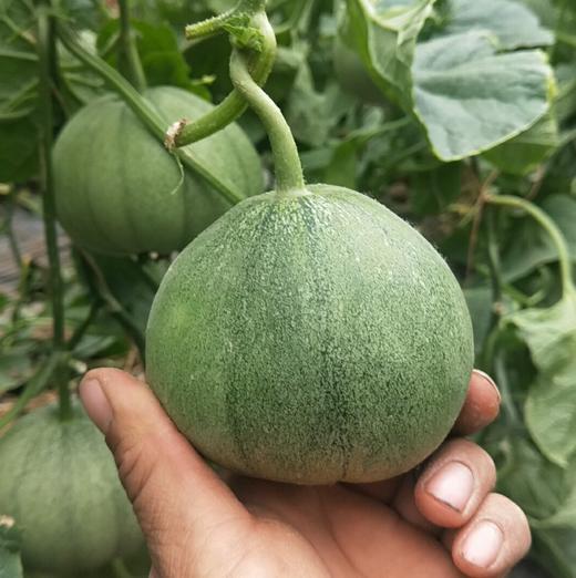 山东绿宝石甜瓜、满口清脆香甜、不去皮不去瓤、闻着香、咬着爽、一口下去十分满足！ 商品图3