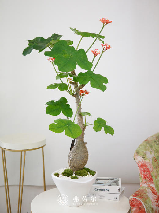 白盆佛肚海棠 商品图0