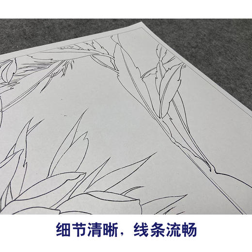 李长白工笔画白描底稿《昙花映月》临摹勾线高清打印稿YL11 商品图4