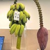 同城甄选精品花材香蕉花鲜切花 商品缩略图4