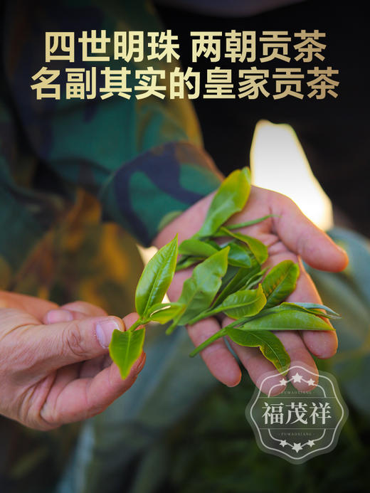 【2024年春茶】【曼松母树】曼松茶的始祖 全球仅有13棵古树 限量珍藏版 2024年云南普洱茶易武茶区曼松纯料古树茶357g饼茶 商品图1