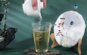  冲泡方法：2019《一枝春》古树春茶