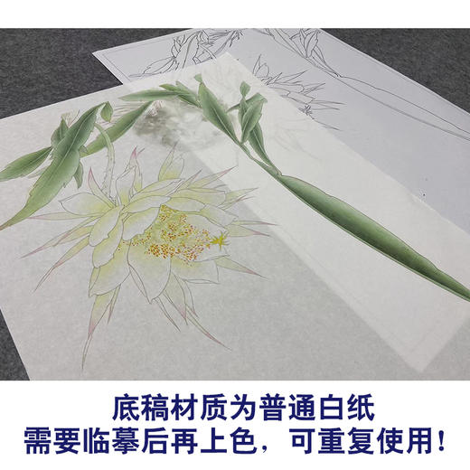 李长白工笔画白描底稿《昙花映月》临摹勾线高清打印稿YL11 商品图3
