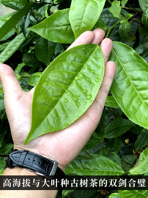 2024年春茶预售【冰岛针】云南古树白茶全芽头临沧核心产区一年仅采一次拍2发3拍5发8拍10发17；357克/饼 商品图2