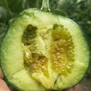 山东绿宝石甜瓜、满口清脆香甜、不去皮不去瓤、闻着香、咬着爽、一口下去十分满足！ 商品缩略图5