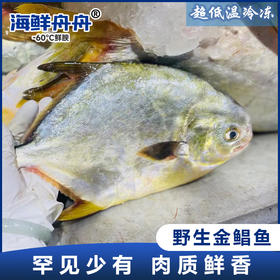 【野生】超低温大金鲳鱼切片