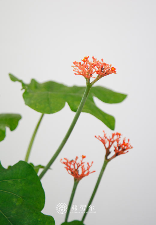 白盆佛肚海棠 商品图1