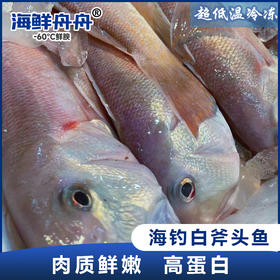 【野生】海钓白斧头鱼