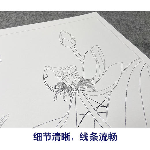 王后波工笔画白描底稿荷花蜻蜓《一瓣心香》临摹勾线高清打印稿YL21 商品图4