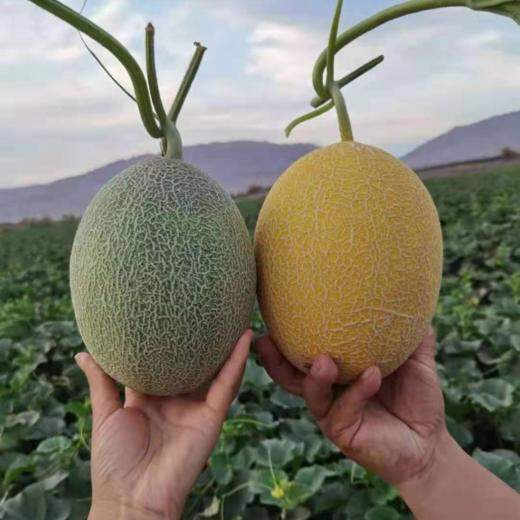新疆双色蜜瓜经典组合 新疆时令水果 特产 商品图1