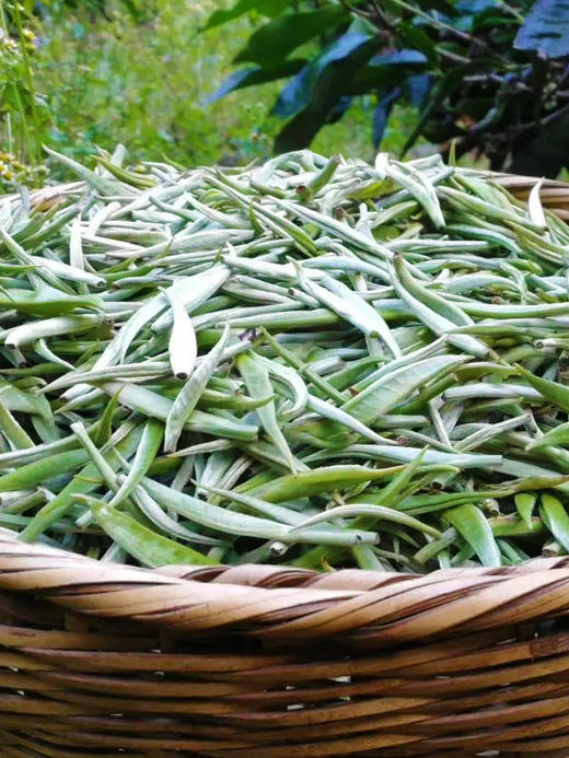 2024年春茶预售【冰岛针】云南古树白茶全芽头临沧核心产区一年仅采一次拍2发3拍5发8拍10发17；357克/饼 商品图8