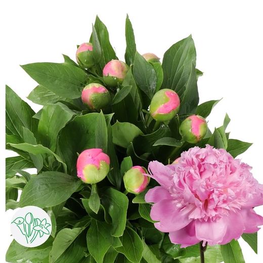 【预山东仓】顺丰包邮芍药 | 兰富士【可备注发货时间】 商品图0