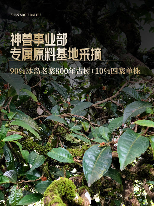 2024年春茶预售【神兽—白虎】超越纯料冰岛老寨的存在，神兽事业部独立出品高奢品牌，首发结束即封藏再无，限量100箱 拍5箱发6箱，前24小时下单加送同款龙珠一罐，每单额外赠送杯托*5 商品图7