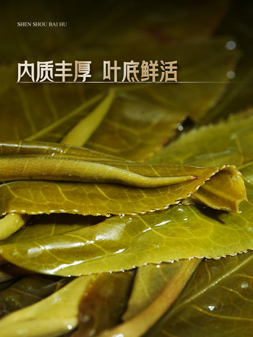 2024年春茶预售【神兽—白虎】超越纯料冰岛老寨的存在，神兽事业部独立出品高奢品牌，首发结束即封藏再无，限量100箱 拍5箱发6箱，前24小时下单加送同款龙珠一罐，每单额外赠送杯托*5 商品图3