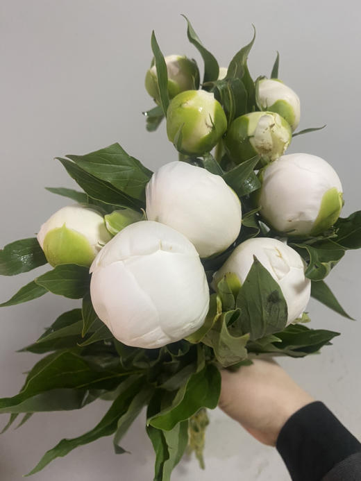 配花-芍药-公爵夫人-10支 商品图3