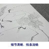 张克齐工笔画白描底稿《仙鹤》临摹勾线高清打印稿A523 商品缩略图4