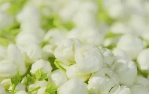 XLJ汖茗元--茉莉花茶350g/篓*1篓 商品图1