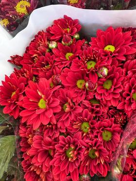 配花 | 小菊红枫叶