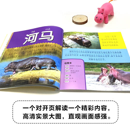 动物大百科 彩图注音版 商品图1