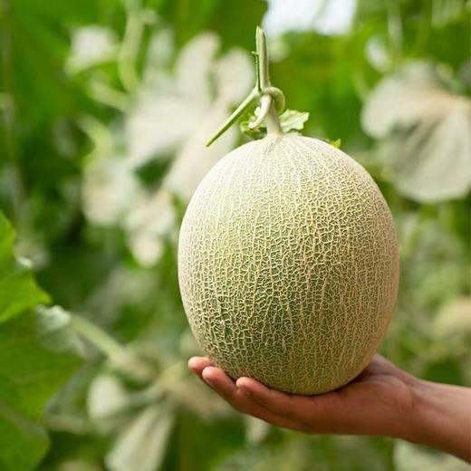 新疆哈密瓜 西州蜜  脆甜多汁 商品图4