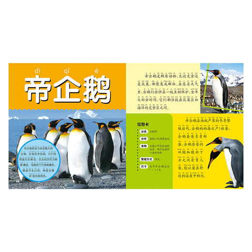 海洋动物大百科 彩图注音版 商品图3