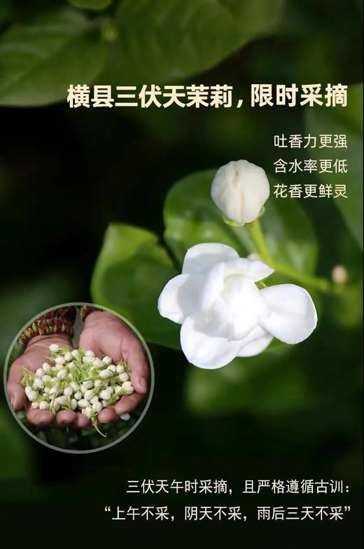 XLJ汖茗元--茉莉花茶350g/篓*1篓 商品图0