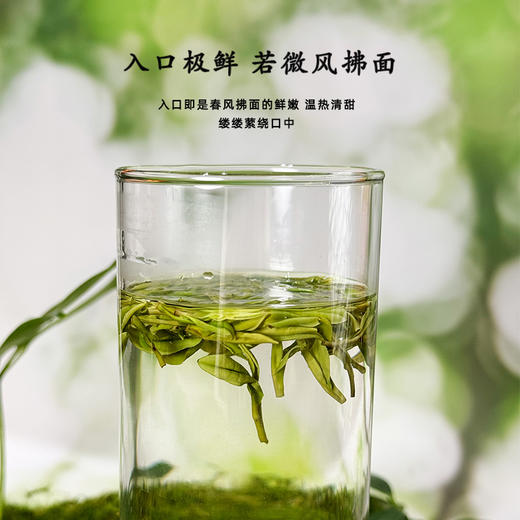 晓露鲜白茶智之春 商品图2