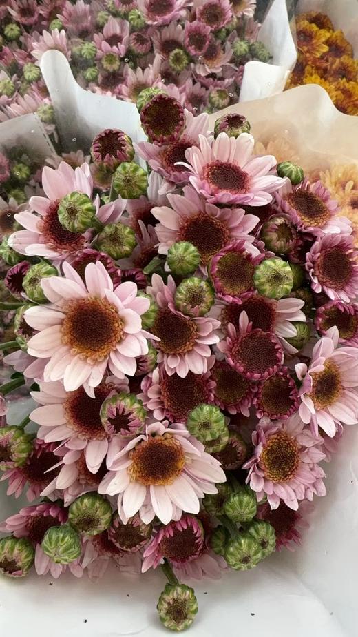 配花 | 小菊泡泡龙 商品图0