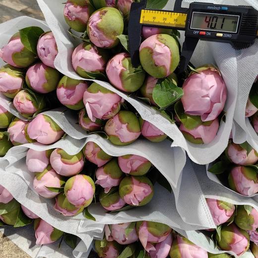 进口品种天使脸颊芍药花1支 商品图8