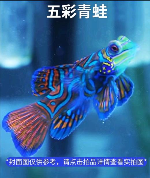 五彩青蛙Pterosynchiropus splendidus 商品图4
