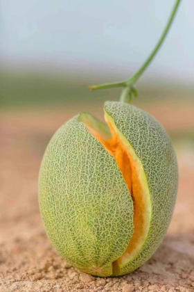 2025第一车-新疆火焰山下哈密瓜，西州蜜25号生长在沙漠边缘，日照时间长，昼夜温差大，积赞了足够饱和的糖分，喝着的天山雪水，熬过了漫长的艰苦岁月，才造就了内心独特的甜蜜。两粒/箱，毛重7斤