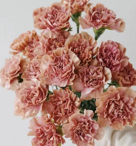 国产花材-【康乃馨】古巴爱情