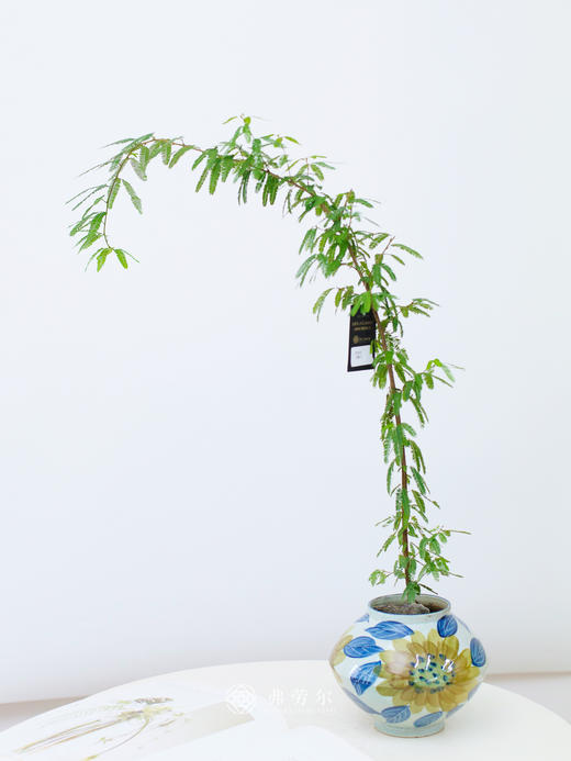 粉合欢 商品图0