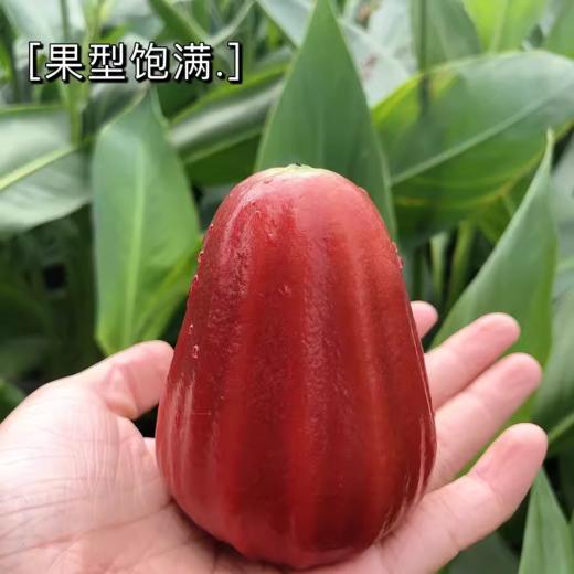 海南黑金刚莲雾450g /份  |水果 商品图1