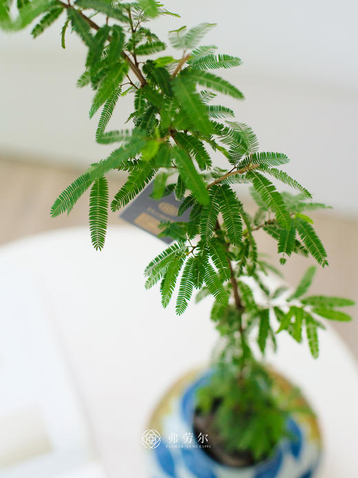 粉合欢 商品图1