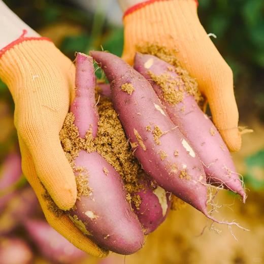 海南正宗桥头地瓜 | 谷物粗粮 商品图3