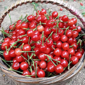 本地现摘樱桃（1.5斤）