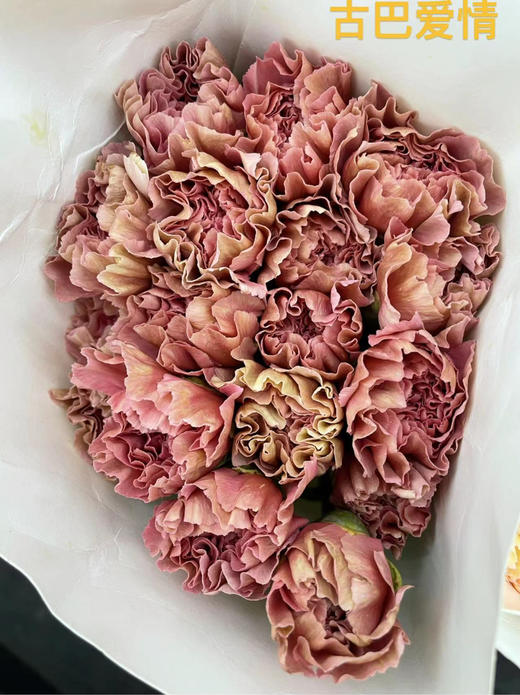 国产花材-【康乃馨】古巴爱情 商品图1