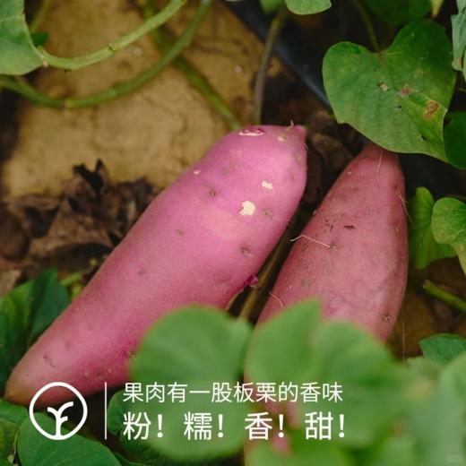 海南正宗桥头地瓜 | 谷物粗粮 商品图2