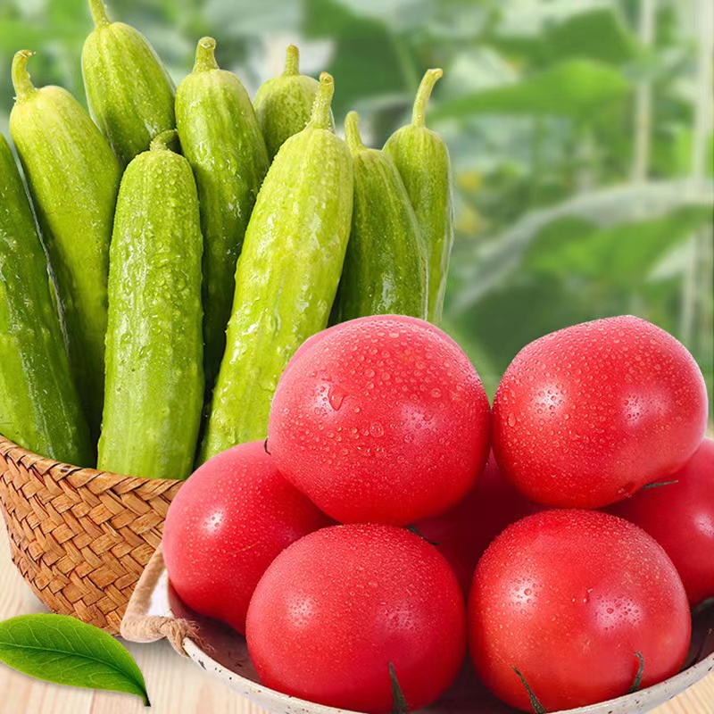 甄源|主推|山东海阳普罗旺斯西红柿+白玉黄瓜共4.5-5斤