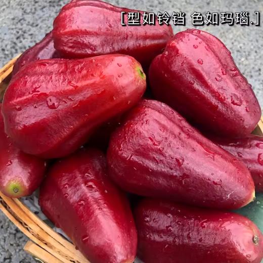 海南黑金刚莲雾450g /份  |水果 商品图0