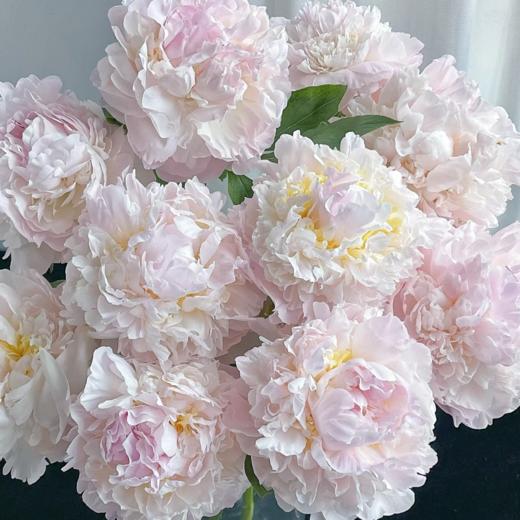 芍药丨羞涩女王 商品图1