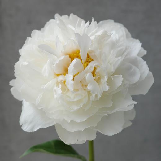 「Peony Season」芍药季 商品图4