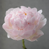 「Peony Season」芍药季 商品缩略图1