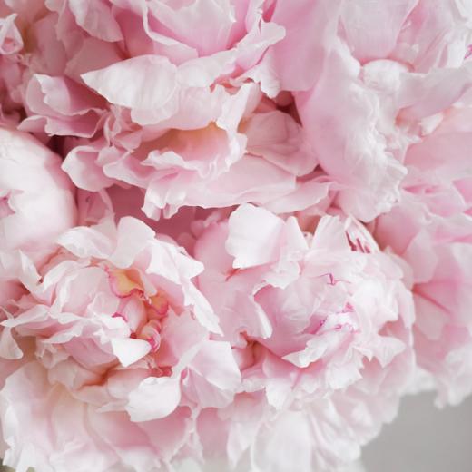 「Peony Season」无尽之夏 Eternal May 商品图2